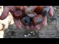 Treasure hunting in the volcanic rock area by the sea, discovering agate and gems