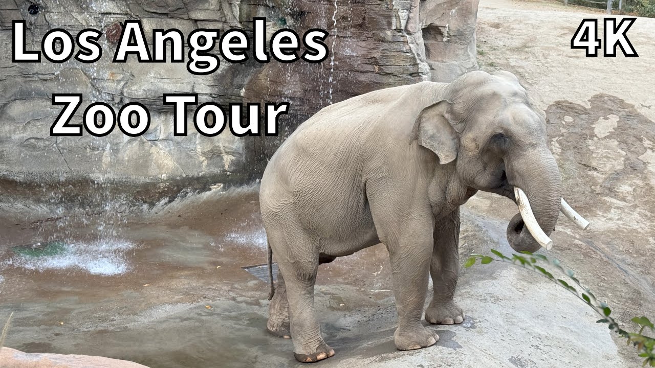 Tour of the Los Angeles Zoo - Los Angeles, California - USA