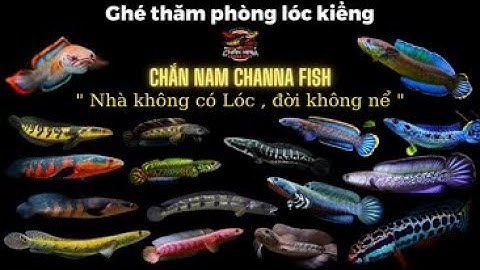 Ghé thăm phòng dưỡng lóc kiểng của anh Chắn Nam/ Visiting channafish room at Chan Nam fish store
