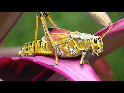 Lubber grasshopper eating