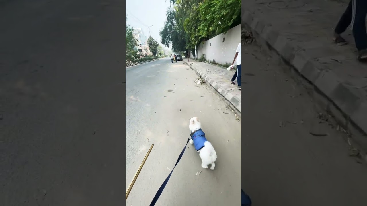 Walking the cuteness overload 