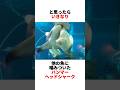 水族館のハンマーヘッドシャークが凶暴😱