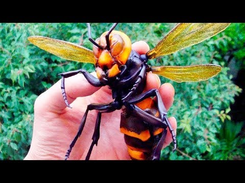Deadliest Insects on Earth