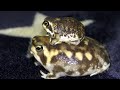 ちびっこアメフクラガエルがかわいい！Parent and child of a rain frog
