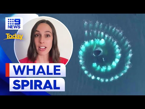 Rare footage of humpback whales creating Fibonacci spiral | 9 News Australia