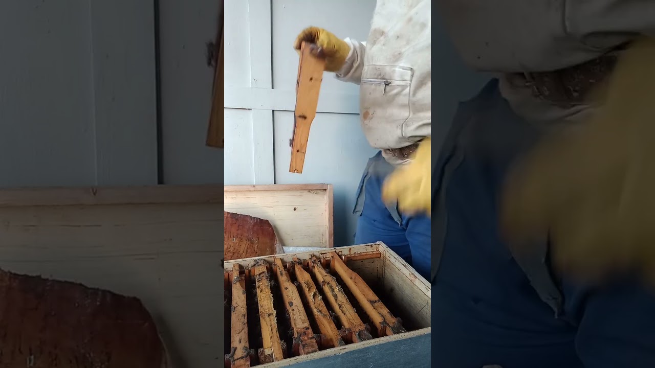 ماذا حدث مع النحل في اليوم الثالث من تحويل الي الخلية القبائلية الحرة في النظام