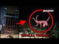 ✔️TODA La VERDAD DETRÁS Del NAHUAL CAPTURADO En MEXICO | La VERDAD Del NAHUAL CAPTURADO En CHIAPAS🐕