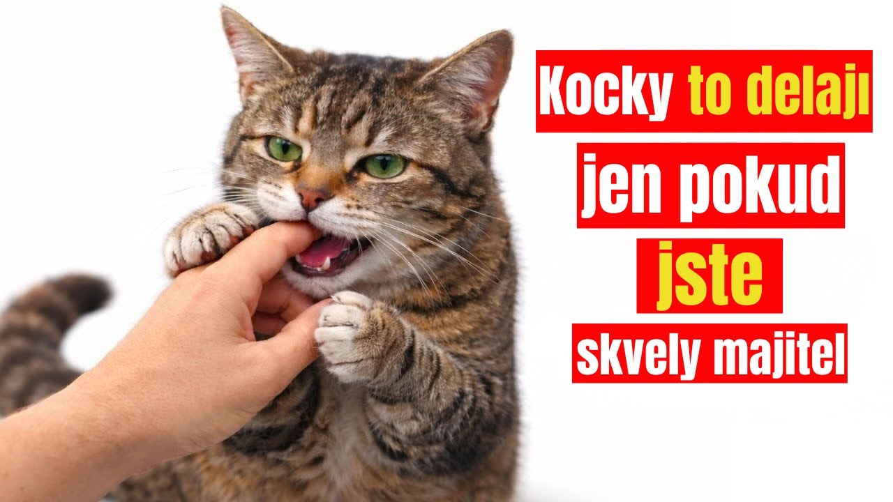 20 věcí, které kočky dělají, jen když si užívají život naplno