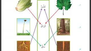 حل كتاب العلوم الصف الاول الابتدائي(كامل)  الفصل الدراسي لاول