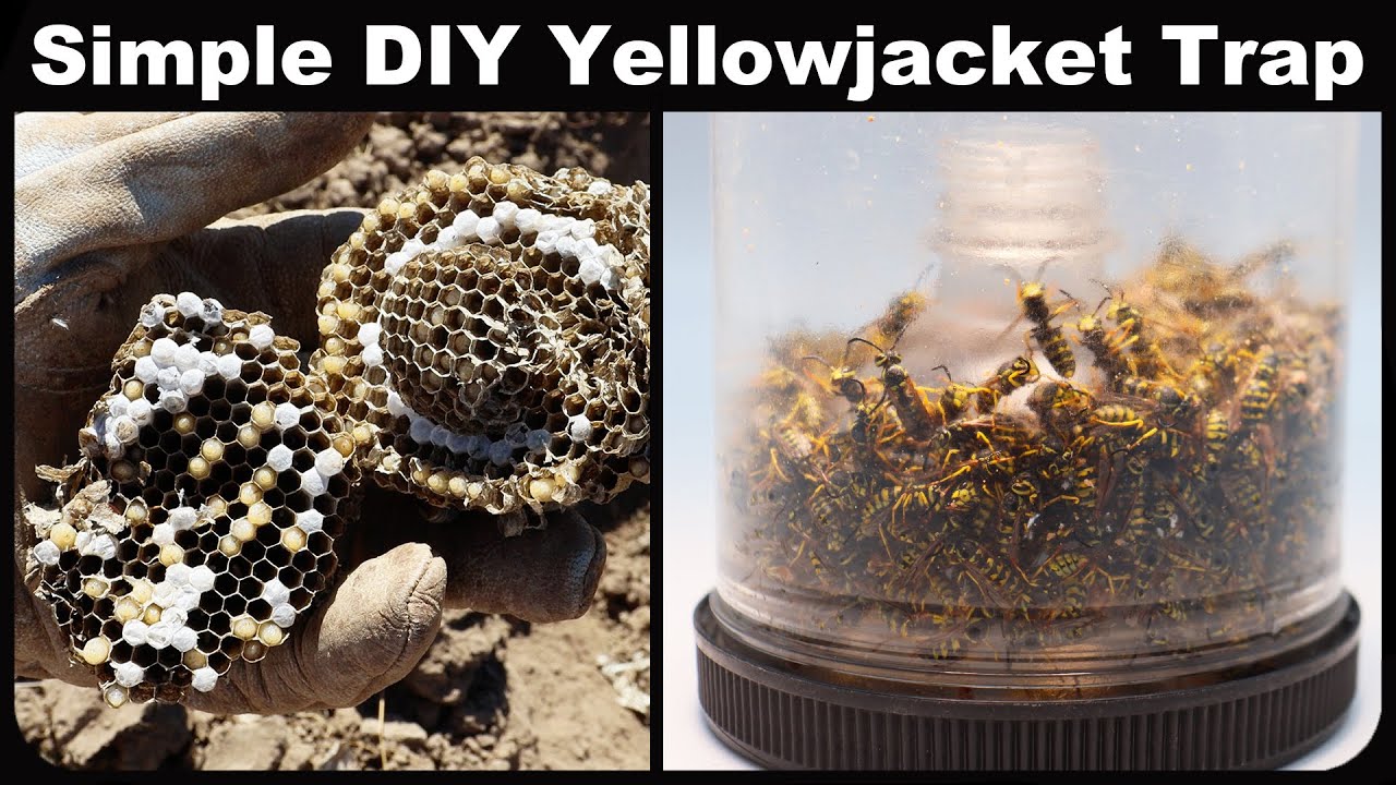 Simple DIY Yellowjacket Trap That Works! Quickly catch 1000 Yellowjackets.  Mousetrap Monday 