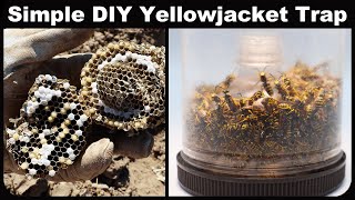 Simple DIY Yellowjacket Trap That Works! Quickly catch 1000 Yellowjackets. Mousetrap Monday