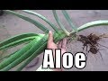 How to Take Care of a Aloe Vera Plant | Large Aloe Vera Plant | Plant Ko Repot Kese Kia Jay | Part-2