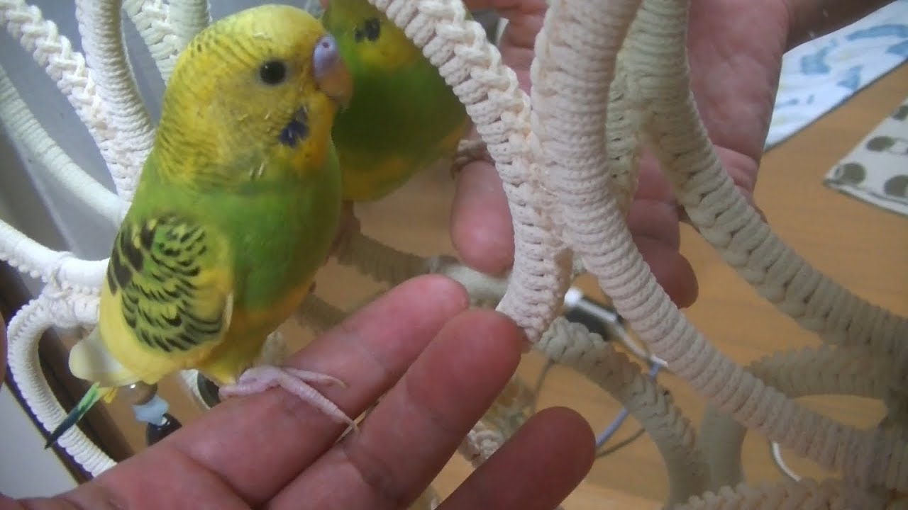 My budgies were scared to death of earthquake YouTube