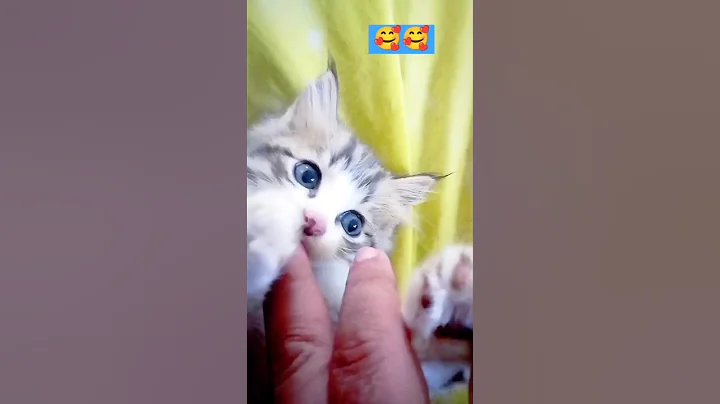 Video 6671441: persiancat persiankitten cat, persiancat catlover kitten funny, playing persiancat cat kitten