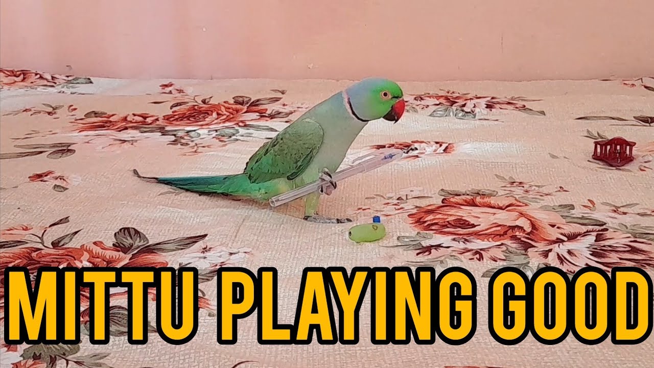 Indian Ringneck Parrot || Mittu Playing || #mittu #mittumittu # ...