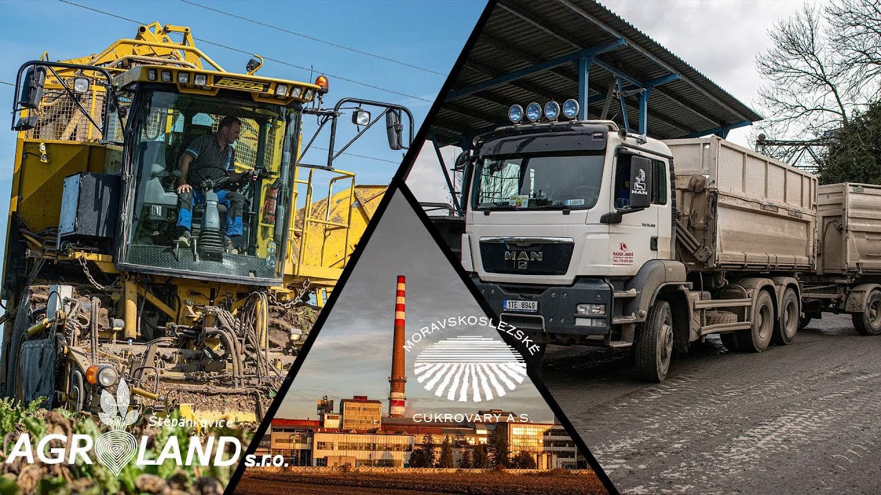 Řepná kampaň 2020 - z pole až do cukrovaru |Agroland, Moravskoslezské cukrovary|