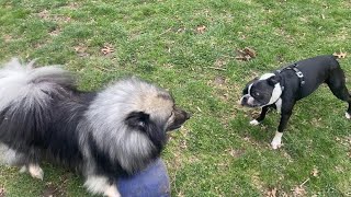 My Cute Dogs have A Bark Off! by Kumo and Sully 24 views 5 hours ago 1 minute, 4 seconds