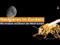 Können Bienen und Ameisen nachts im Mondlicht navigieren?