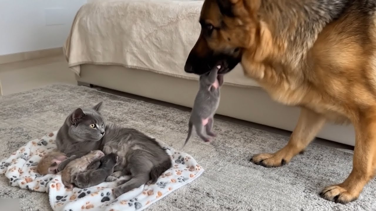 Worried Cat Mom Learns to Trust the German Shepherd with Her Kitten