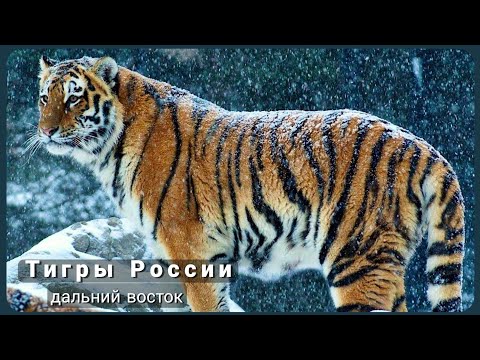 Тигры России. Дикая Природа России. Тигр.