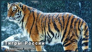 НЛО Тигры России Дикая природа Тигр Природа нашей планеты Документальные фильмы National geographic