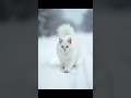 котики в р E к о м E н д A ц и и котики в р E к о м E н д A ц и и