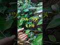 【希少種かと思ったらモドキでした】 #ツルウメモドキ