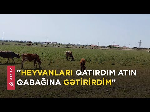 Cəlilabadda qohumlar örüş sahələrindən mal-qara oğurlayırlarmış - APA TV