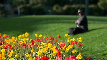 the nutshack theme but every "nutshack" is replaced with the entirety of longplayer