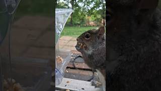 GraySquirrel Slow Motion Munchies 🤩#squirrel #friends #wildlife #love #nature #thankful