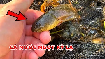 Tìm Vớt Ếch, Tôm, Rắn, Cá Trên Hệ Sinh Thái Nước Ngọt || Review Giải Trí