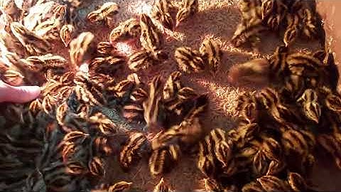 CÚT GIỐNG ĐẠT CHUẨN CHO BÀ CON NUÔI GÂY ĐÀN