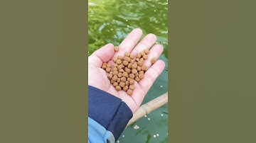 Thức ăn chó cá rô| đăng ký Kênh để xem clip full cho cá rô ăn trên bể xi măng.