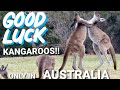 Cutest fight of kangaroos| South Australia