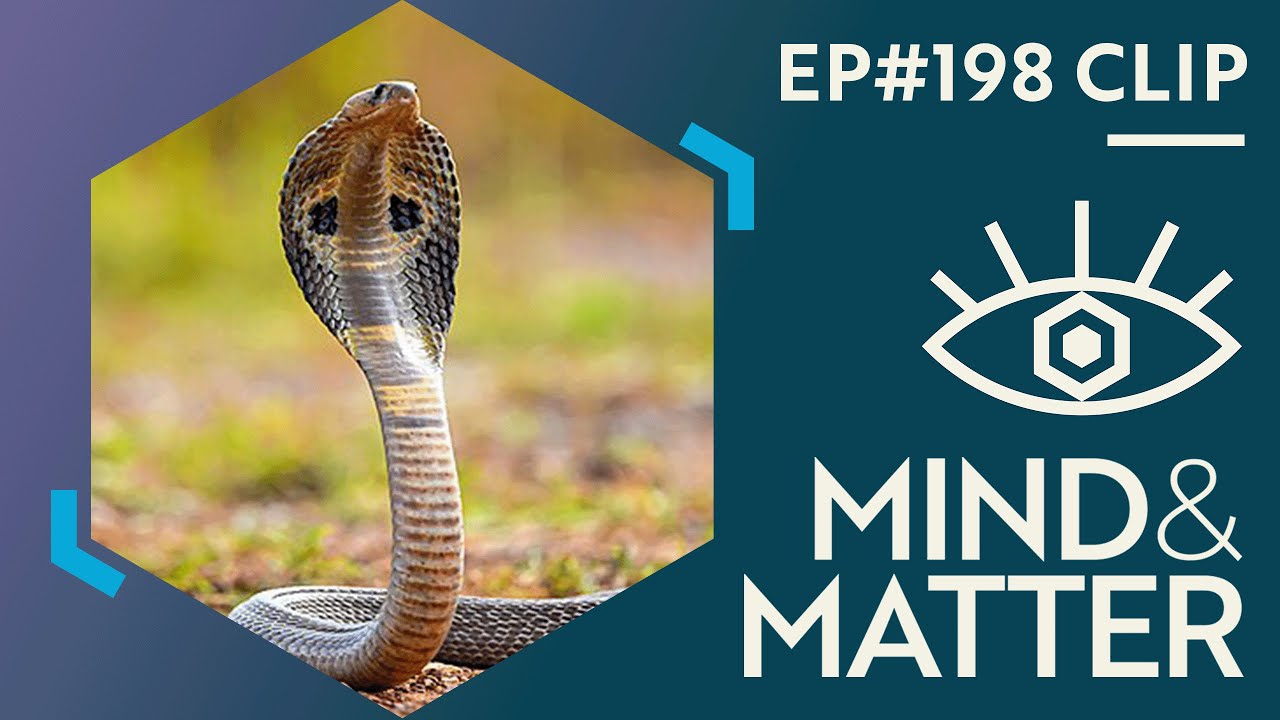 Stoned Apes, Snake Venom & the Origins of Consciousness - YouTube