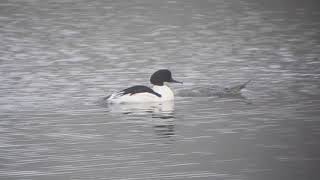 goosanders mating