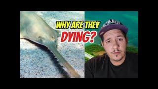Answers to why sawfish are dying in Florida?