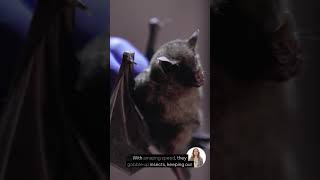 Bats: The Nighttime Ninjas of Nature #kidslearning #facts #wildlife #educationalvideos #animals