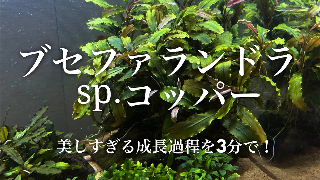 ブセファランドラsp.コッパー美しすぎる1年半の成長過程を3分で - YouTube