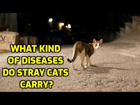 Video: Het ingeteelde katte probleme?
