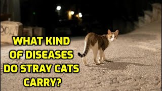 Do Stray Cats Carry Diseases?