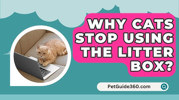 Why Cats Stop Using The Litter Box? - PetGuide360.com