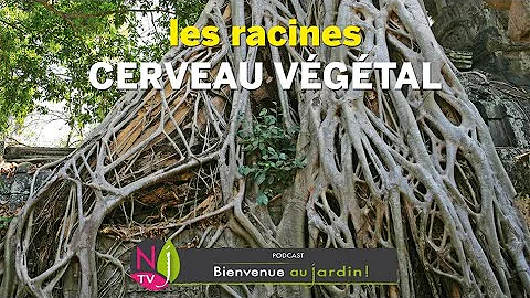 Comment sont les racines de l'albizia ?