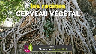 Quelle est la différence entre la racine pivotante et la racine adventice