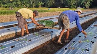 GENIUS SEEDLING PREPARATION BEFORE GOING TO FIELD - Agriculture farming
