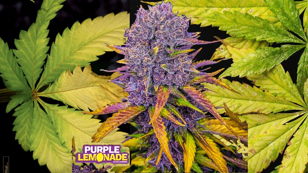 Why yellowing occurs in your cannabis plants