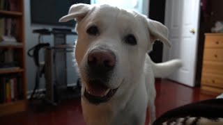 Labrador Demands His Walk Every Night!!!