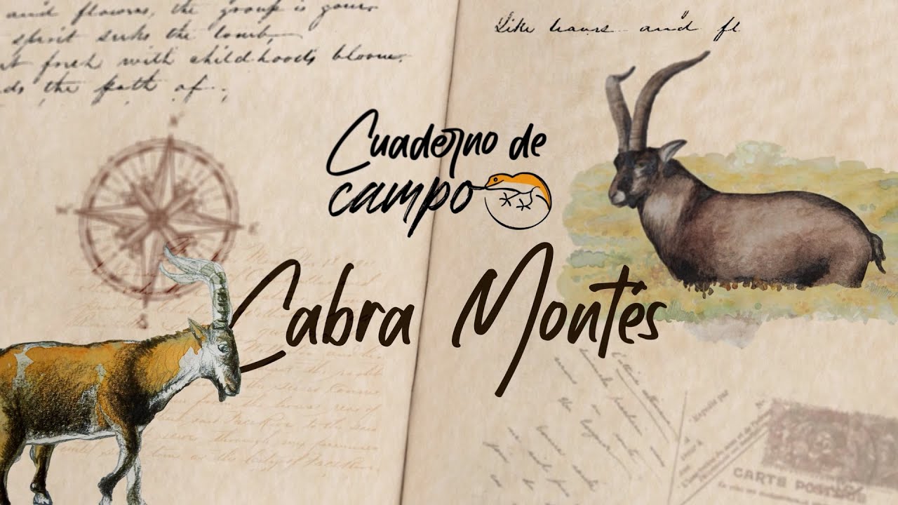 Cabra Mont s Cuaderno De Campo La2 YouTube