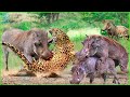 Bloody battle between warthog and hunters in a fierce survival game  animals fight