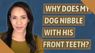 Why does my dog nibble with his front teeth?